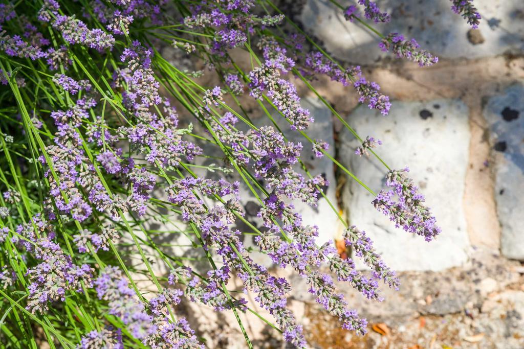 Masseria La Gresca Vignacastrisi Esterno foto